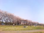 070401桜と芝生