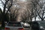 070401桜並木