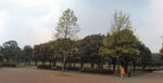 070411岸根公園2