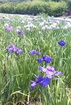 070603菖蒲