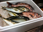 070807釣果