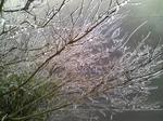 100211雨氷